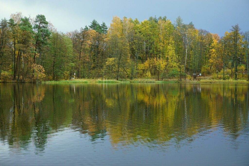 lake, forest, trees-7511647.jpg
