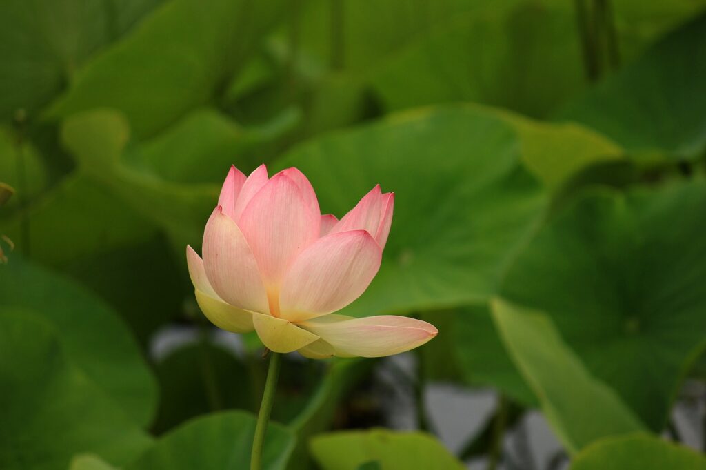 water lily, flower, plant-190203.jpg